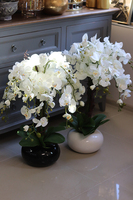 storczyk White Japan Maestro w białej donicy, wys.78cm 