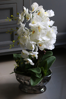 gumowy storczyk Villa Renoma w lustrzanej donicy, wys.64cm 