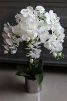 Figaro Silver, duży storczyk w lustrzanej donicy, wys.80cm 