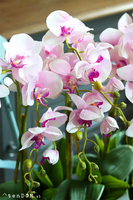 Morsztynowo Pink, storczyk w długiej, wąskiej donicy, wys.58cm