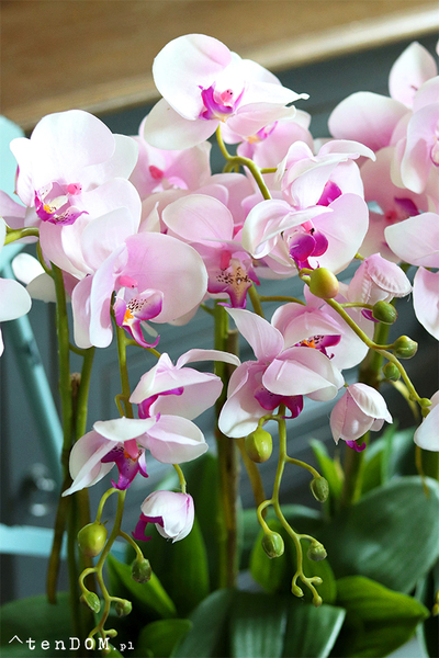 Morsztynowo Pink, storczyk w długiej, wąskiej donicy, wys.58cm 