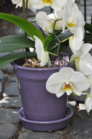 donica ciemnofioletowa z podstawką