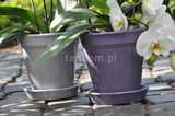 donica ciemnofioletowa z podstawką