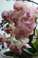 storczyk Laos Granada Berago w białej donicy łódce, ze srebrnym rantem, wys.49cm