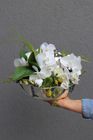 Dekoria Pear, storczyk kompozycja kwiatowa w srebrnym naczyniu, wym.22x23cm