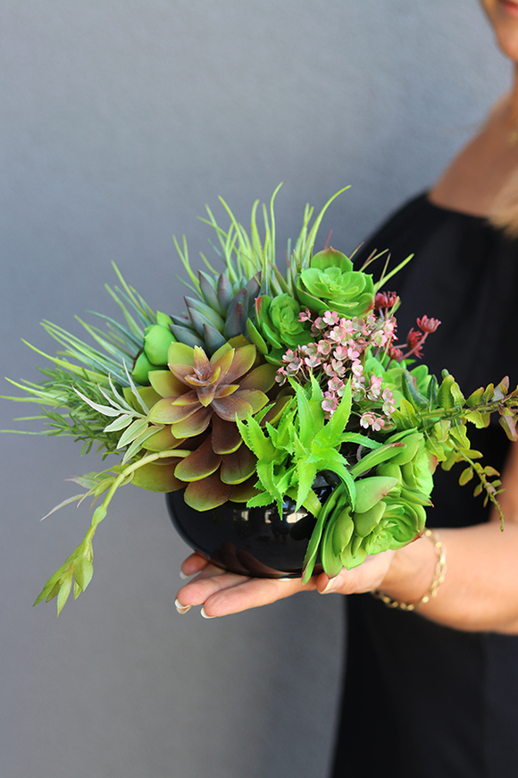 Anna Maria Black, kompozycja sukulenty w okrągłej donicy, wys.16cm