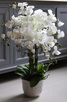 duży storczyk w ozdobnej donicy, Tedora, wys.70cm