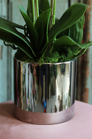 Figaro Silver, duży storczyk w lustrzanej donicy, wys.80cm 