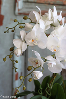 Dorotti, storczyk w betonowej donicy, wys.52cm 