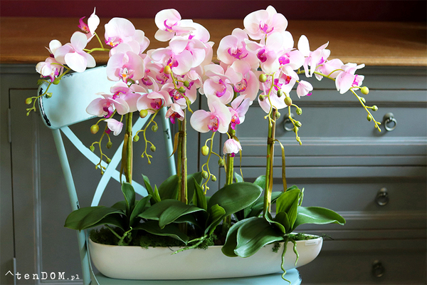 Morsztynowo Pink, storczyk w długiej, wąskiej donicy, wys.58cm 