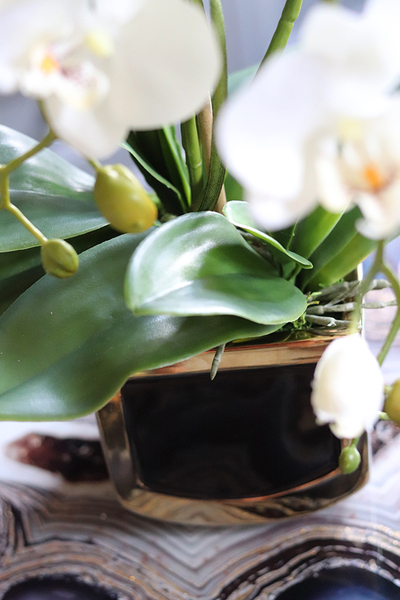 Black&Gold Prima, elegancki storczyk w ceramicznej donicy, wys.52cm