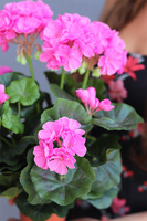 doniczkowa pelargonia Jaskraworóżowa, wysokiej jakości sztuczne kwiaty, wys.36cm