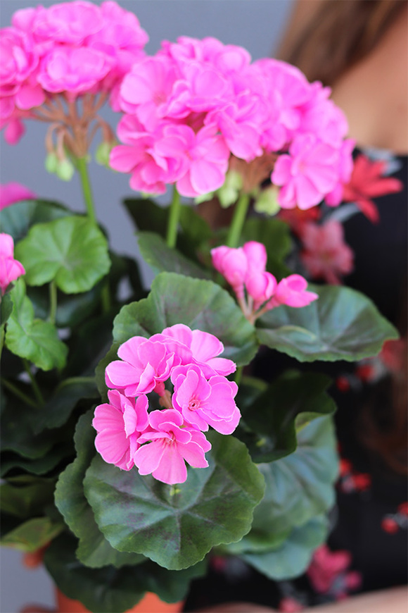 doniczkowa pelargonia Jaskraworóżowa, wysokiej jakości sztuczne kwiaty, wys.36cm