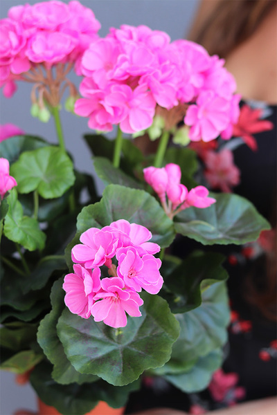 doniczkowa pelargonia Jaskraworóżowa, wysokiej jakości sztuczne kwiaty, wys.36cm