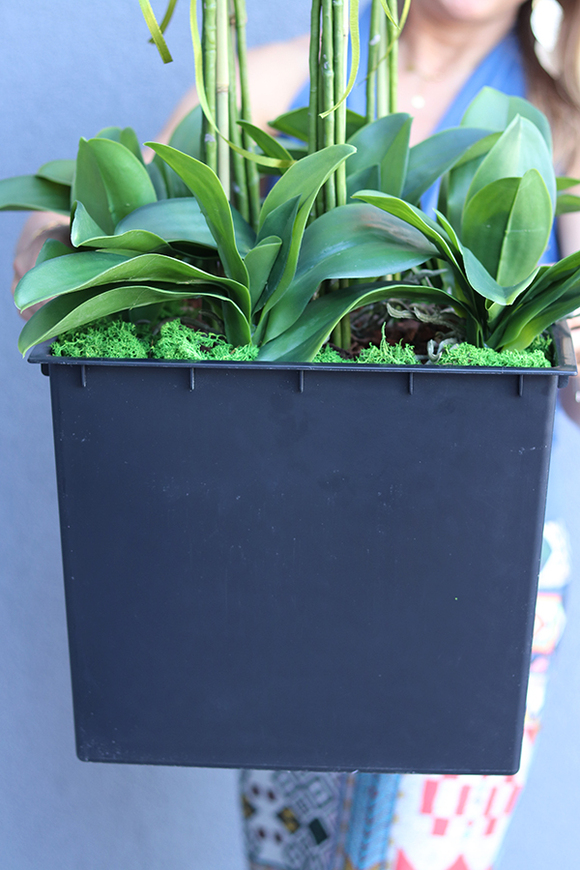 gęsty sztuczny storczyk Mediolan w czarnym wkładzie do donicy, wys.110cm