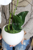 storczyk Senna w minimalistycznej donicy, wys.45cm 