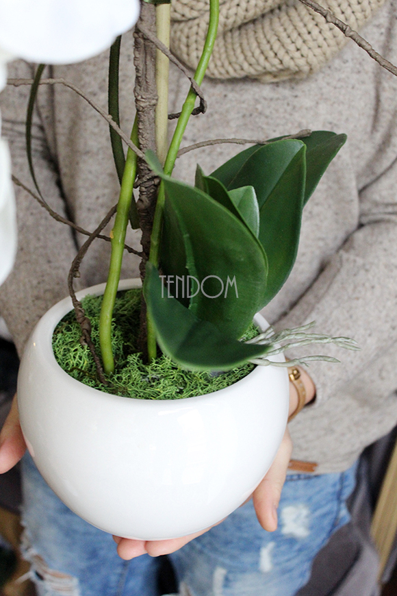 storczyk Senna w minimalistycznej donicy, wys.45cm 