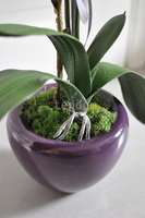 storczyk Fuksja w ceramicznej donicy, wys.72cm 