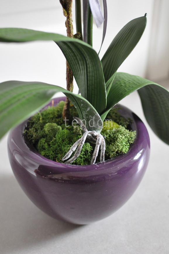 storczyk Fuksja w ceramicznej donicy, wys.72cm 