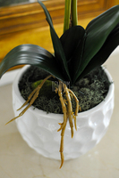 storczyk Bianco, wys.70cm