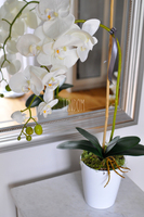 storczyk Saratoga w ceramicznej, białej donicy, wys.59cm 