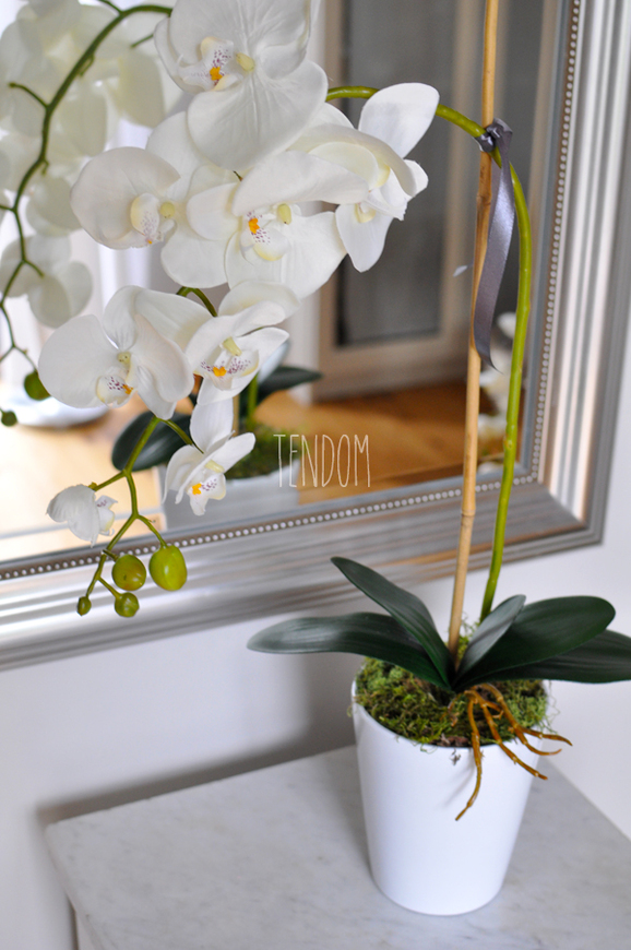 storczyk Saratoga w ceramicznej, białej donicy, wys.59cm 