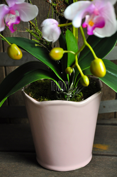 storczyk Polyanna w pastelowej różowej donicy, wys.60cm