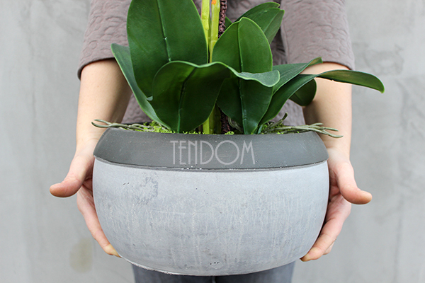 cudowny storczyk Beige Moments 2 w pięknej donicy, wys.83cm