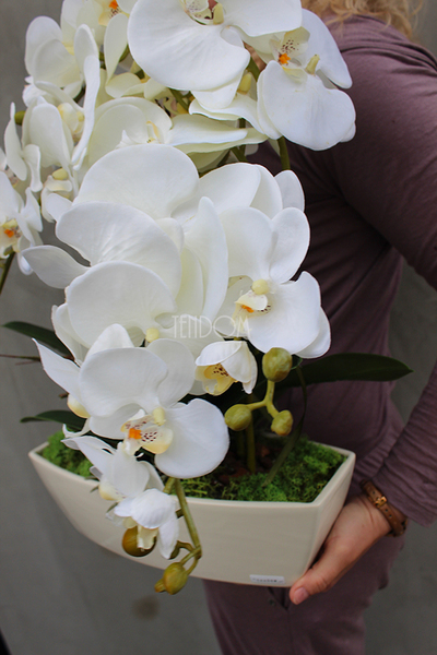 Cremoso storczyk w podłużnej donicy ecru, wys.50cm