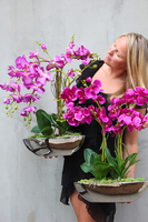 storczyk Gęsta Fuksja w lustrzanej donicy Laos wys.64cm