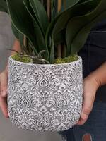 Klanassa 2, storczyk w pięknie zdobionej donicy, wys.63cm