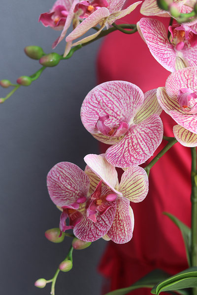 gumowy różowy storczyk w lustrzanej donicy, Felicia, wys.57cm