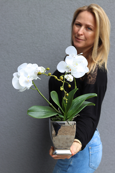 efektowny storczyk w srebrnej donicy, Milo, wys.46cm