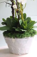 Gwadiana, efektowny storczyk w gąbce florystycznej do Twojej donicy, wys.115cm