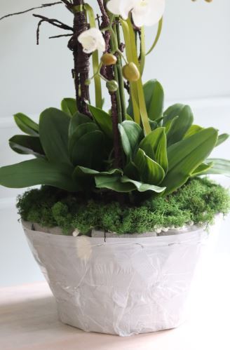 Gwadiana, efektowny storczyk w gąbce florystycznej do Twojej donicy, wys.115cm