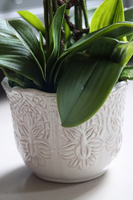 duży storczyk w ozdobnej donicy, Tedora, wys.70cm