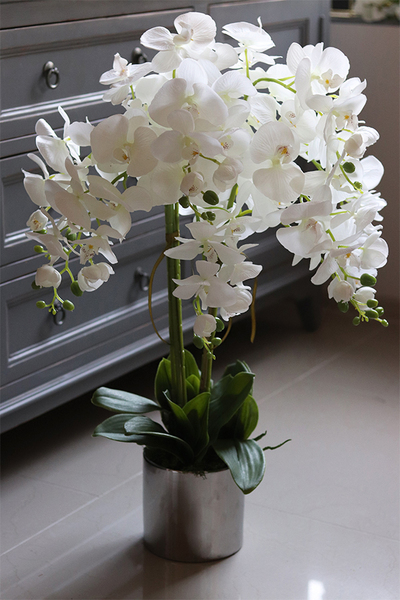 Figaro Silver, duży storczyk w lustrzanej donicy, wys.80cm 