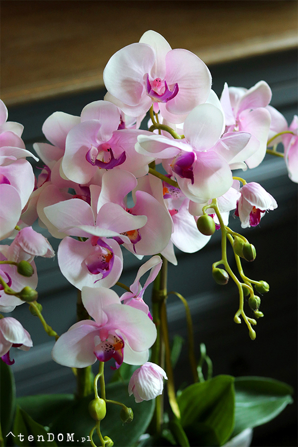 Morsztynowo Pink, storczyk w długiej, wąskiej donicy, wys.58cm