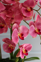 Pałacowy Róż, gumowy różowy storczyk w lustrzanej donicy, wys.68cm 