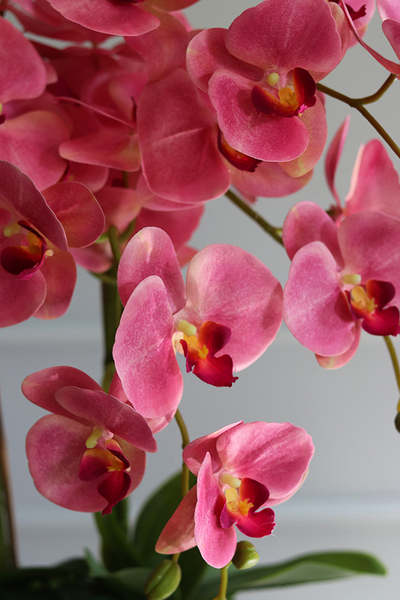 Pałacowy Róż, gumowy różowy storczyk w lustrzanej donicy, wys.68cm 