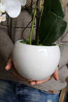 storczyk Senna w minimalistycznej donicy, wys.45cm