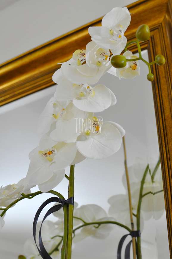 storczyk Bianco, wys.70cm