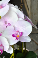 storczyk Polyanna w pastelowej różowej donicy, wys.60cm