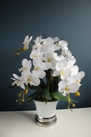 Swan, storczyk w  biało - srebrnej ceramicznej donicy, wys.52cm