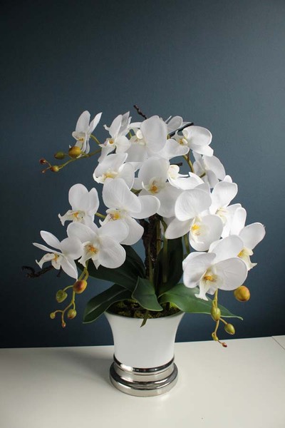 Swan, storczyk w  biało - srebrnej ceramicznej donicy, wys.52cm