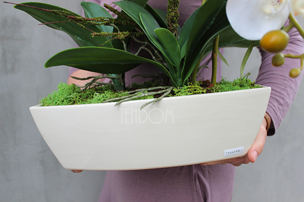 Cremoso storczyk w podłużnej donicy ecru, wys.50cm