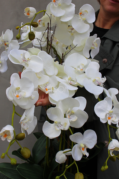 bardzo duży storczyk Emilie Grande Black w minimalistycznej donicy, wys.120cm