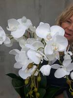 Klanassa 2, storczyk w pięknie zdobionej donicy, wys.63cm