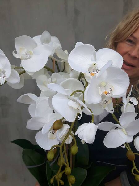 Klanassa 2, storczyk w pięknie zdobionej donicy, wys.63cm