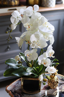 Black&Gold Prima, elegancki storczyk w ceramicznej donicy, wys.52cm